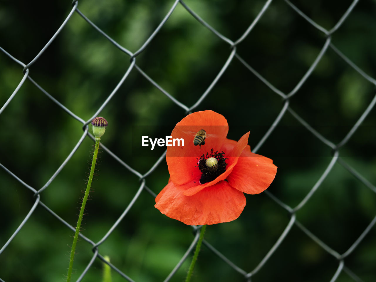 A bee pollinates a poppy growing on a background of a wire mesh fence