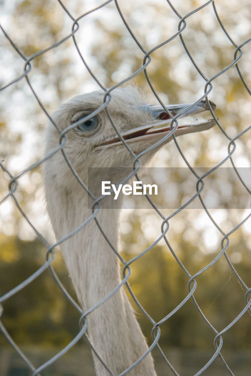 Close-up of ostrich fence in zoo