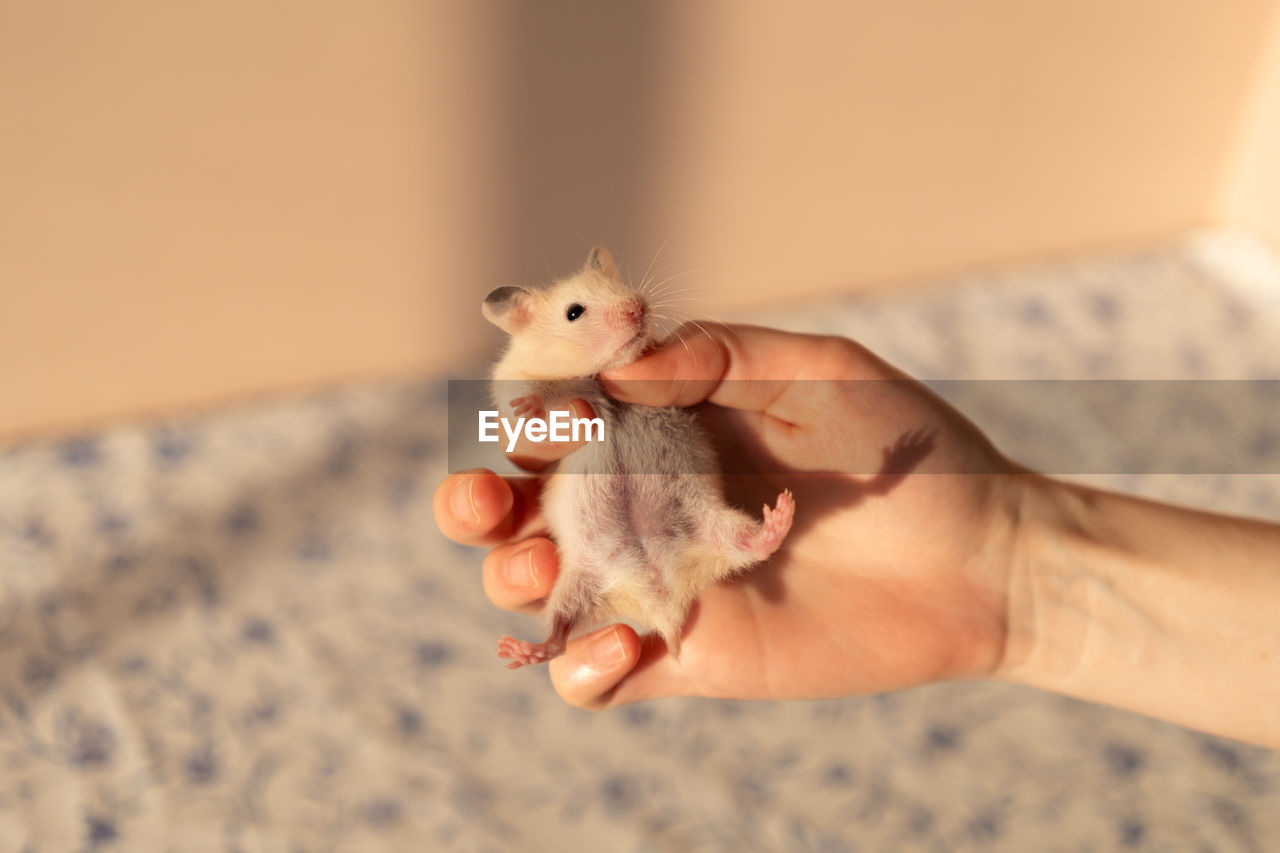 animal, hand, animal themes, mouse, skin, mammal, holding, pet, one animal, hamster, domestic animals, indoors, one person, muridae, muroidea, rodent, rat, cute, young animal, focus on foreground, animal wildlife, close-up, childhood, finger, toy, lap dog, domestic room, adult