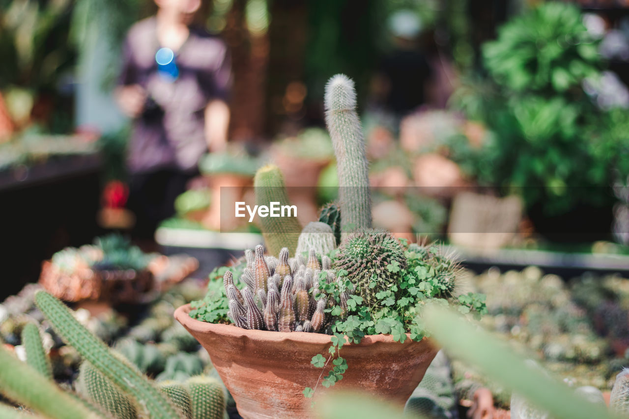 High angle view of potted plants for sale at market