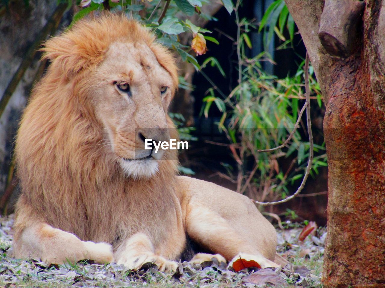 LION RESTING ON A LAND