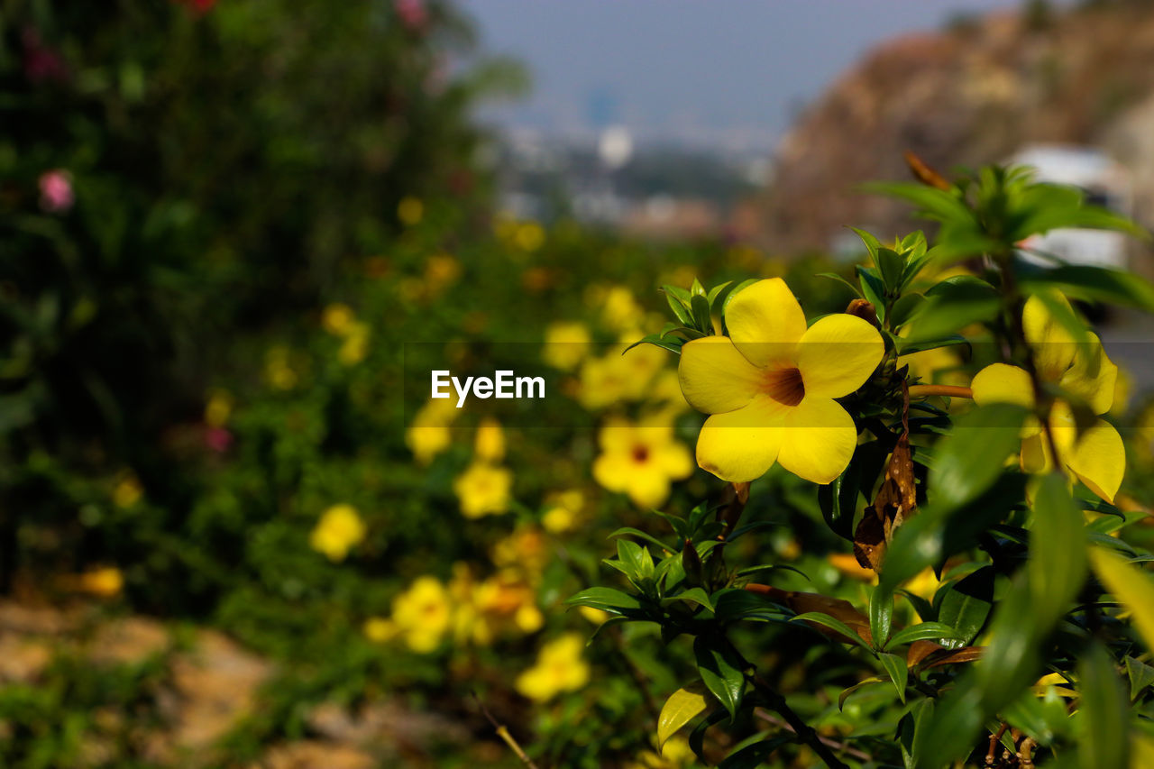 Close-up of yellow flower