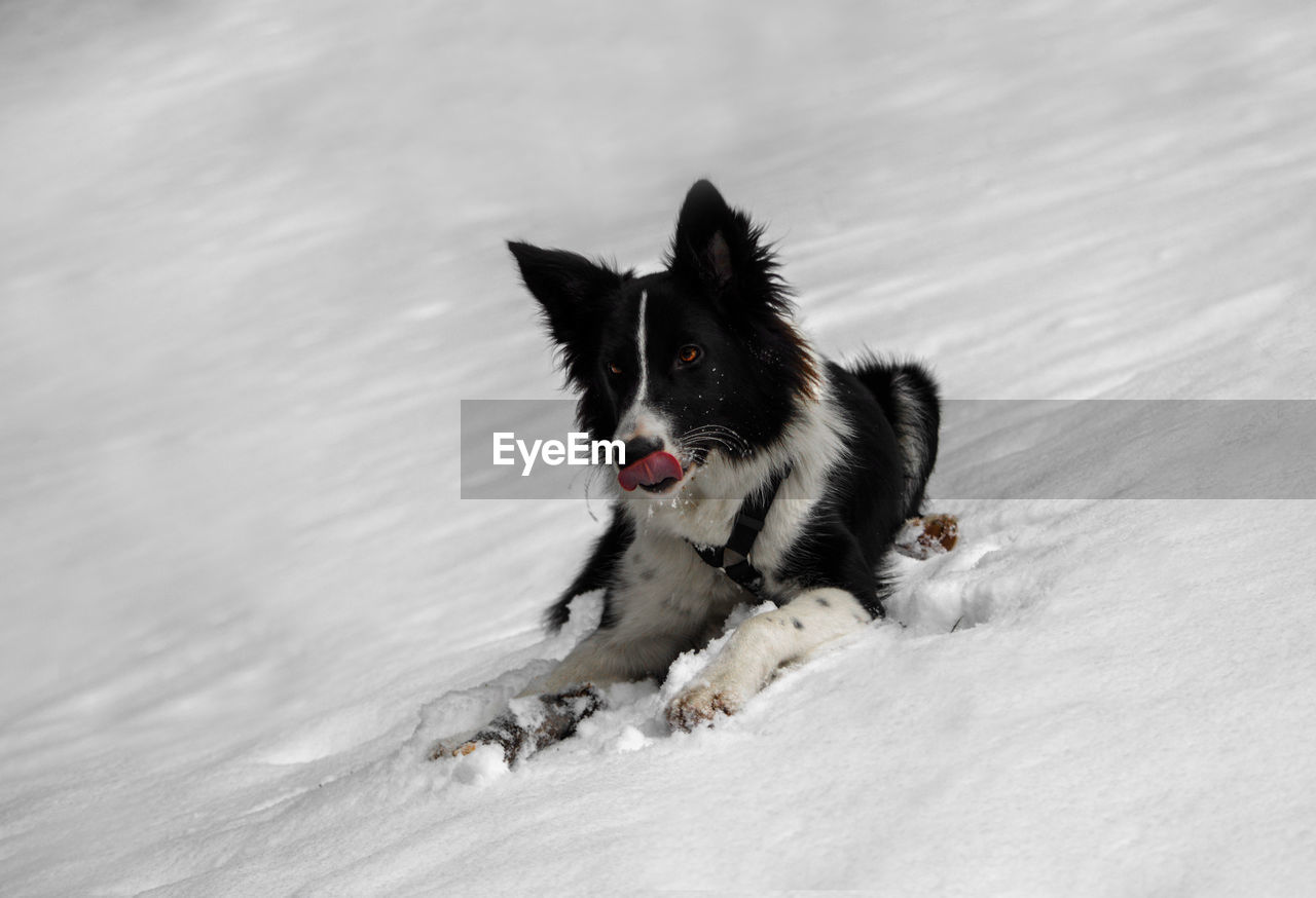 PORTRAIT OF DOG RUNNING ON SNOW COVERED FIELD