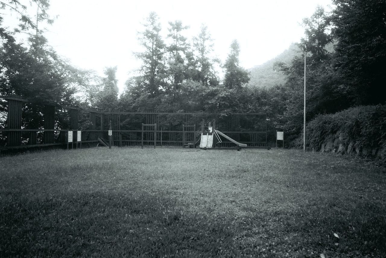 VIEW OF TREES ON GRASSLAND