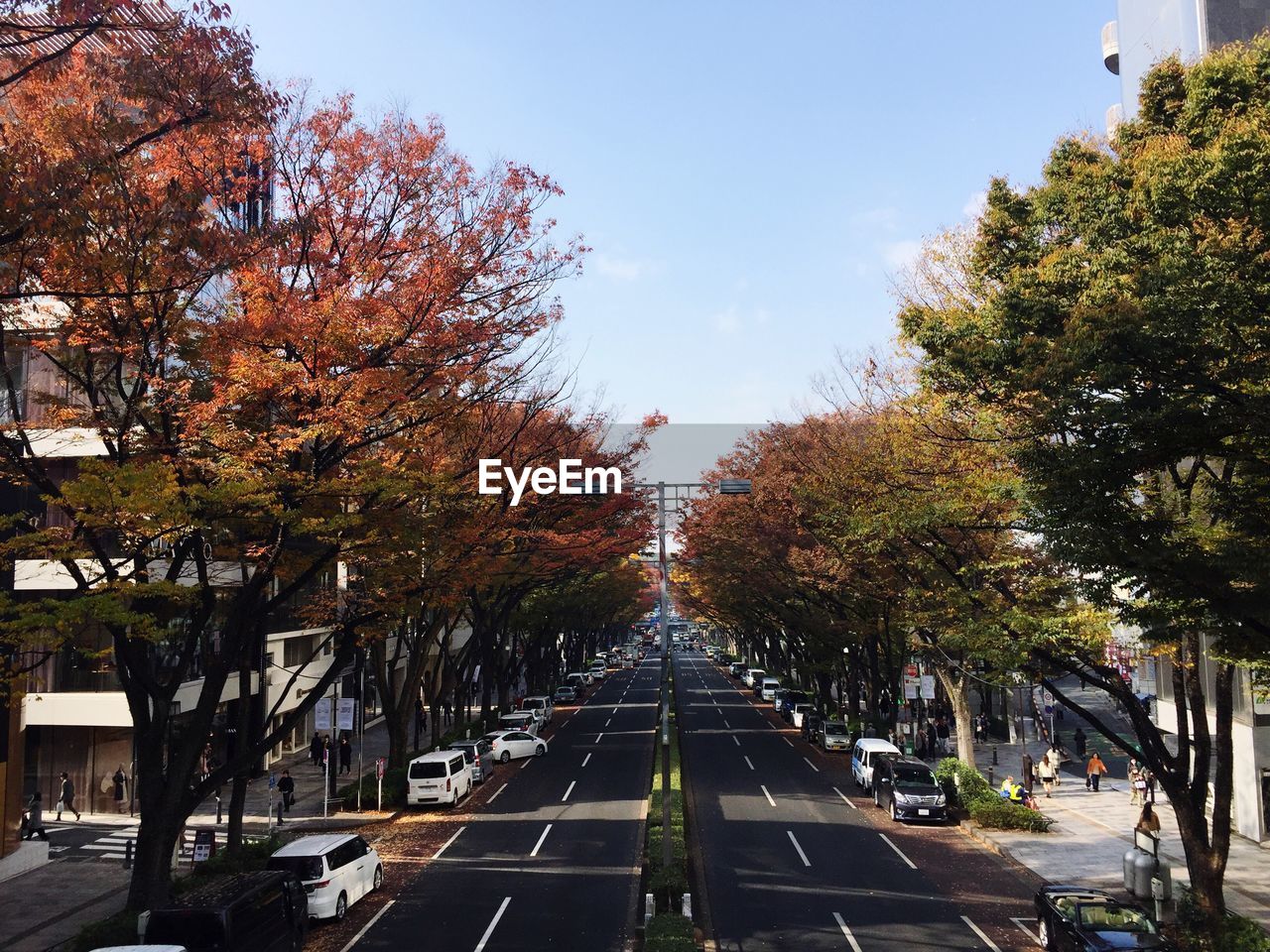 STREET AMIDST TREES AGAINST SKY