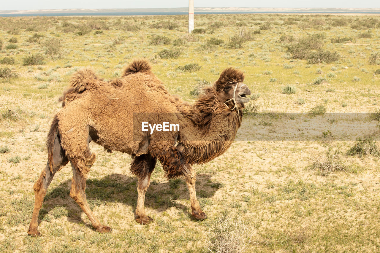 Wild camel standing to eat hay on a meadow .the most grueling animal in the world