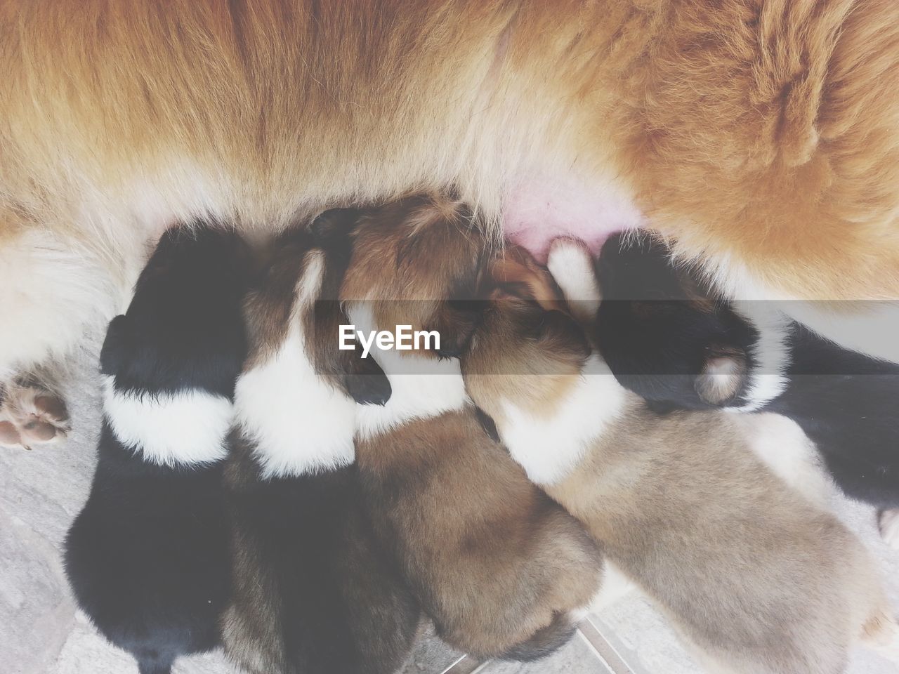 Cropped image of dog feeding puppies