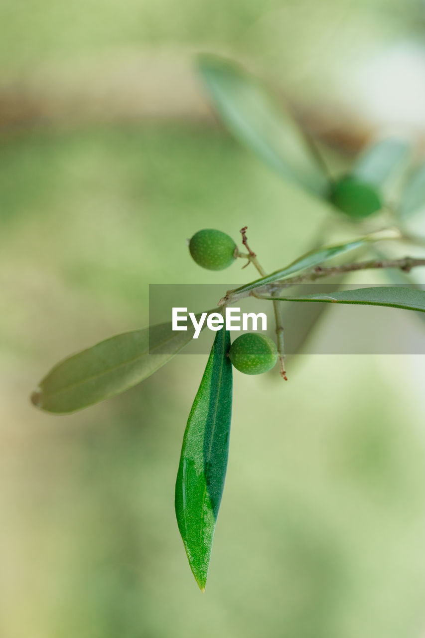 Close-up of plant growing outdoors