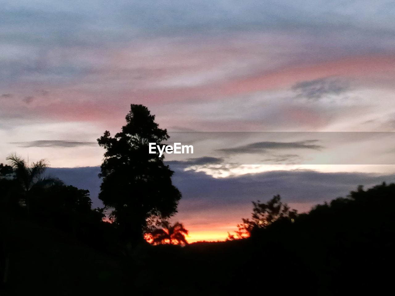 SILHOUETTE OF TREES AT SUNSET