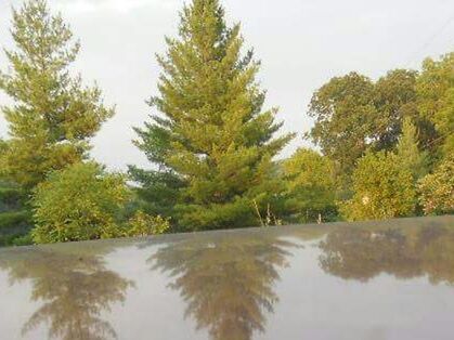 TREES REFLECTING IN WATER