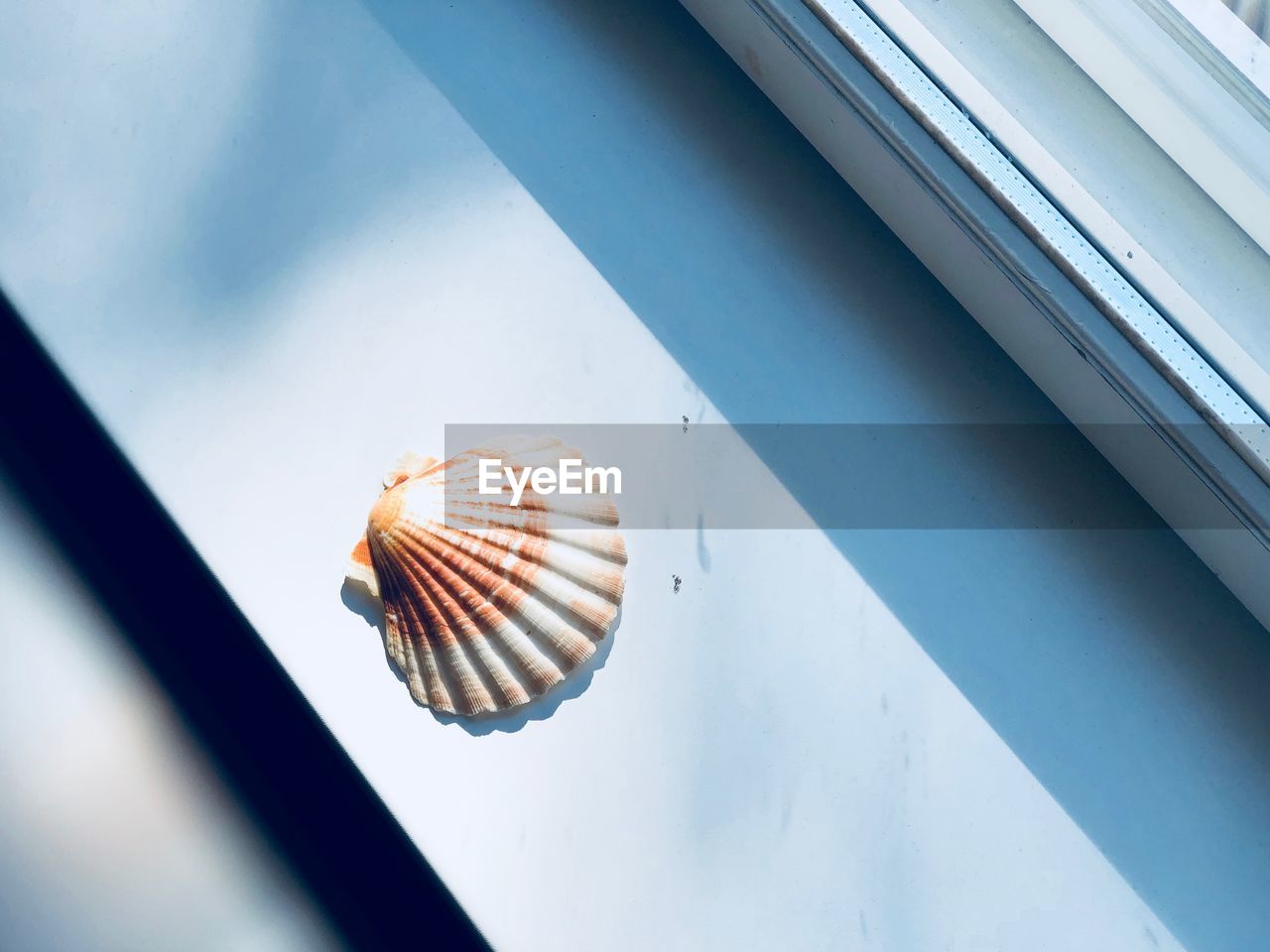 LOW ANGLE VIEW OF SHELL ON WINDOW