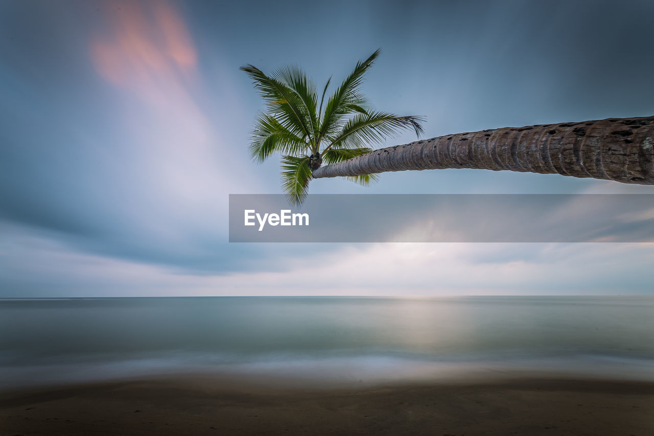 Close-up of palm tree by sea against sky