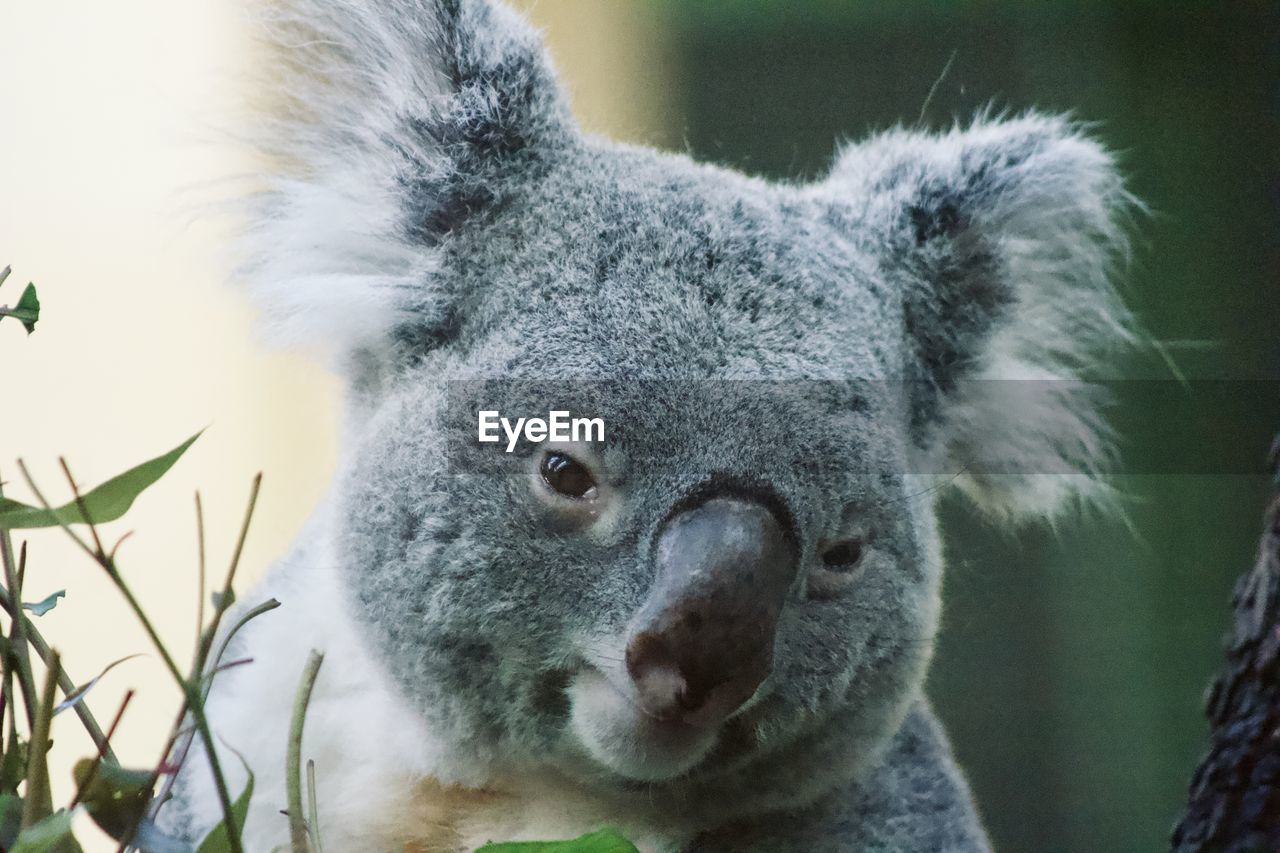 Close-up portrait of a koala 