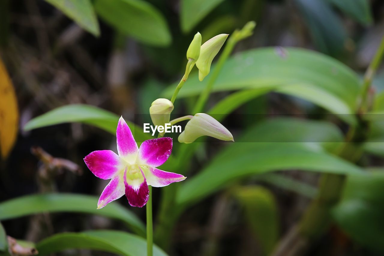 flower, plant, flowering plant, beauty in nature, orchid, plant part, leaf, freshness, pink, nature, close-up, petal, growth, flower head, inflorescence, no people, fragility, botany, blossom, outdoors, green, focus on foreground, purple, environment, christmas orchid, springtime, tropical climate, magenta