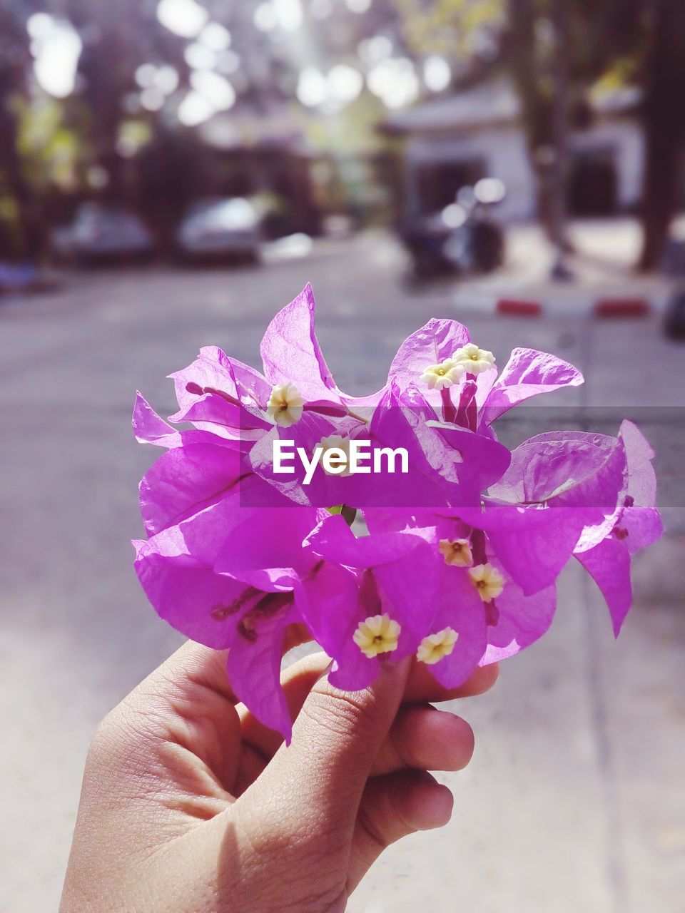 CLOSE-UP OF HANDS HOLDING FLOWER