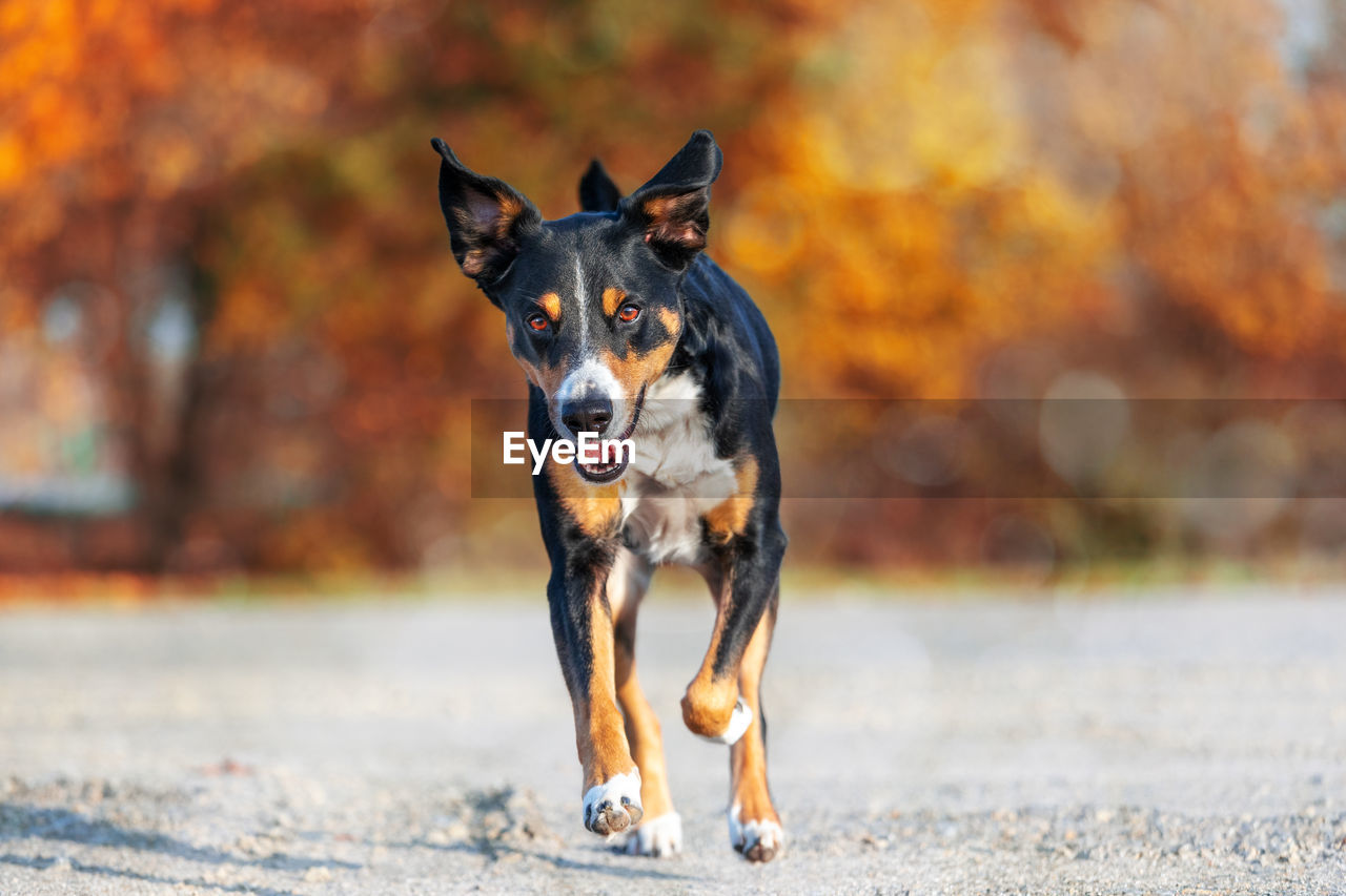 PORTRAIT OF A DOG STANDING ON GROUND