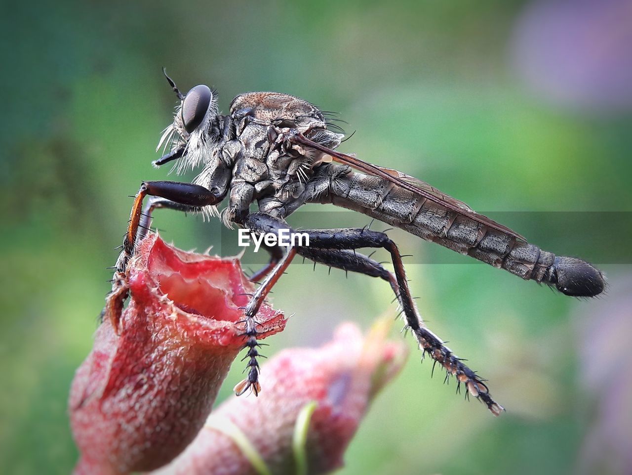 CLOSE-UP OF INSECT