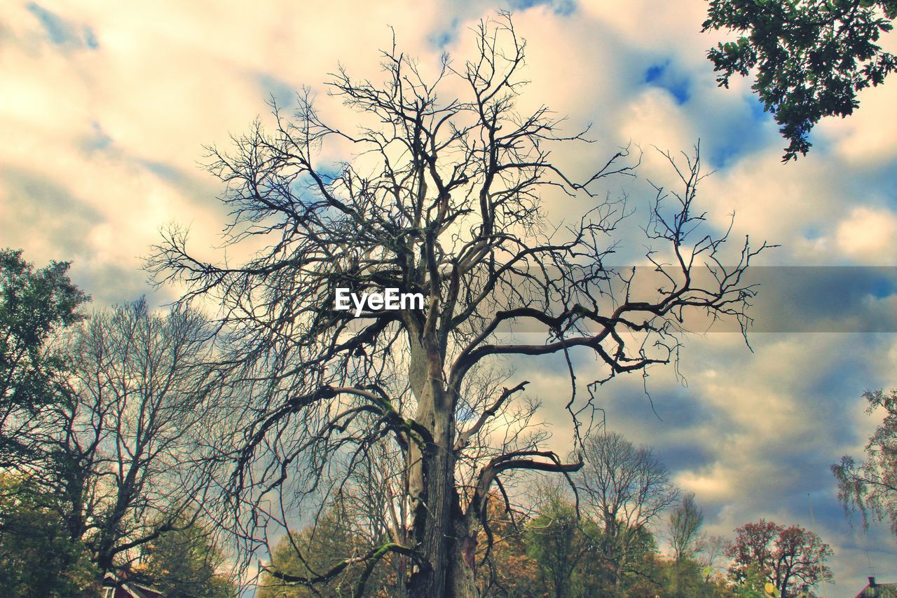 LOW ANGLE VIEW OF BARE TREES AGAINST SKY