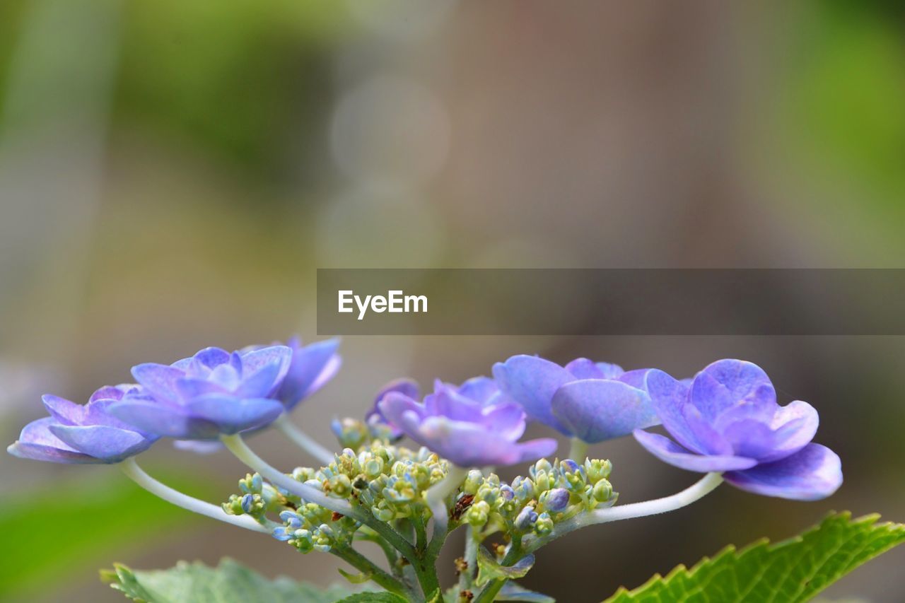 Close-up of purple flowering plant