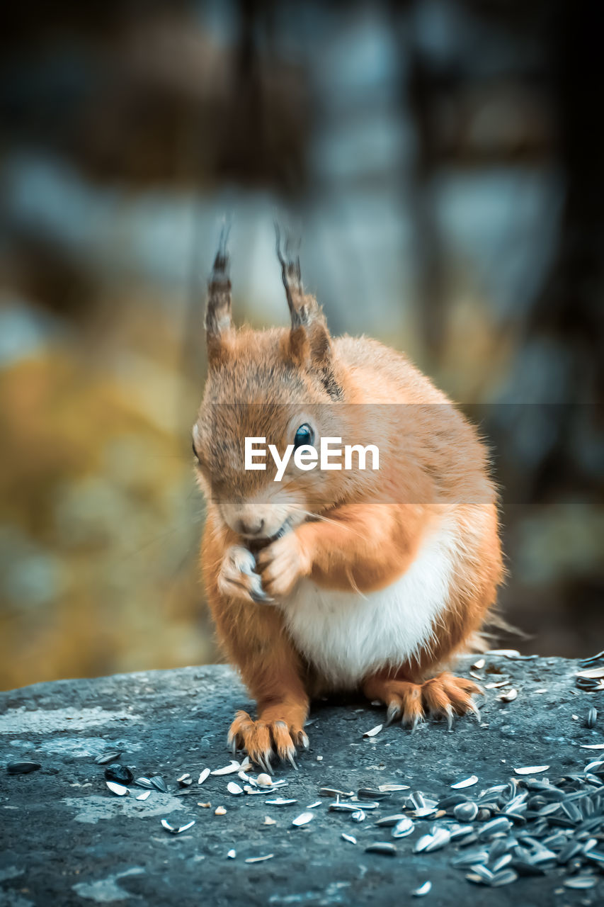 Close-up of a squirrel