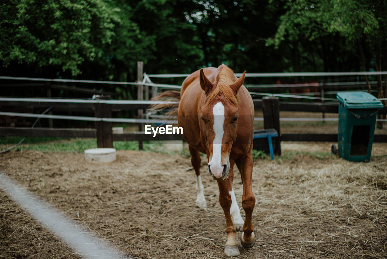 Beautiful brown horse stallion