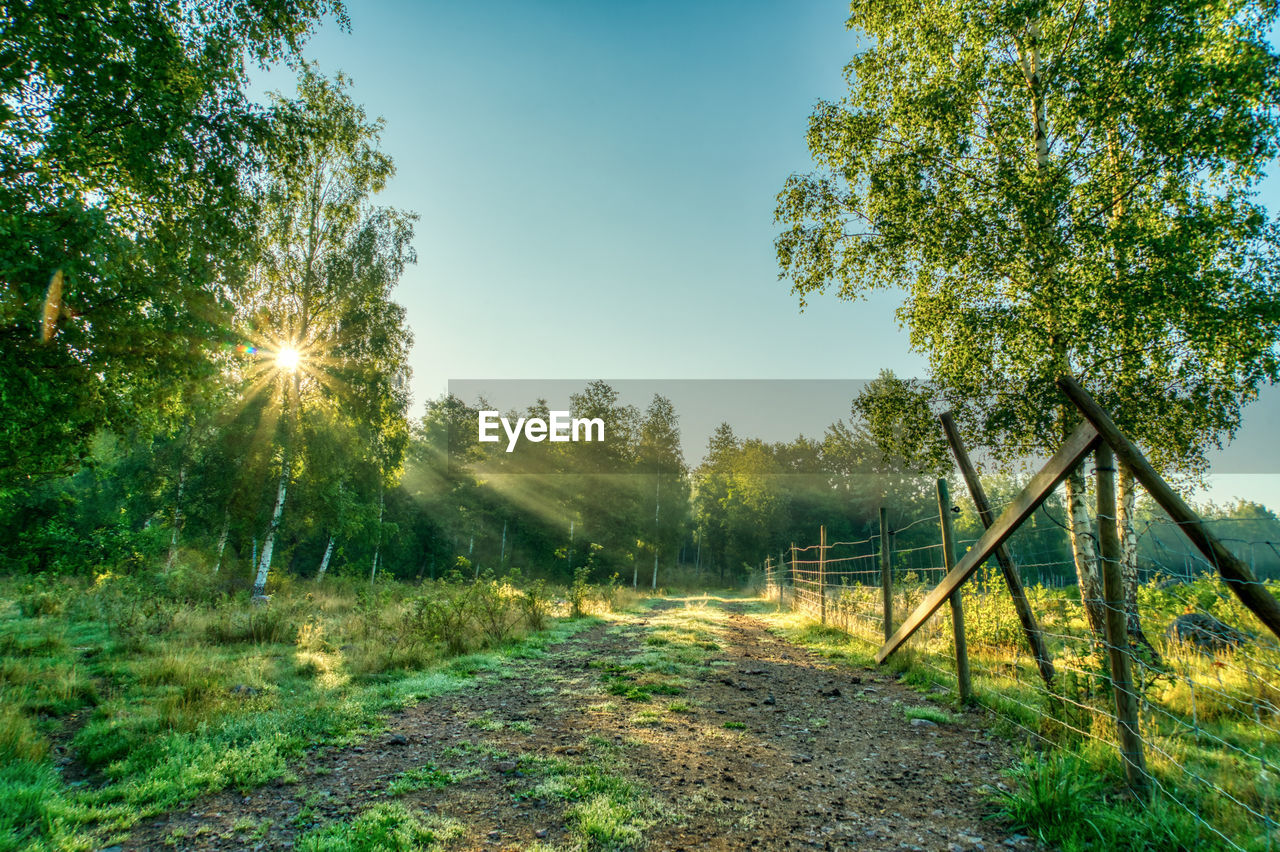 Trees on field against bright sun