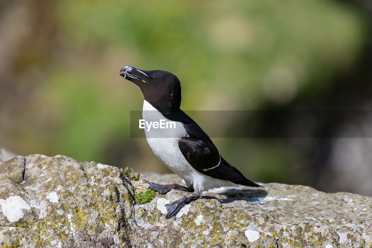 CLOSE-UP OF SPARROW PERCHING ON ROCK