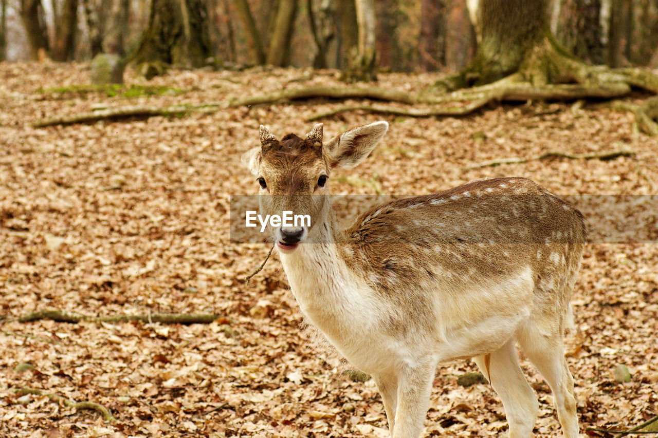 Portrait of deer on field