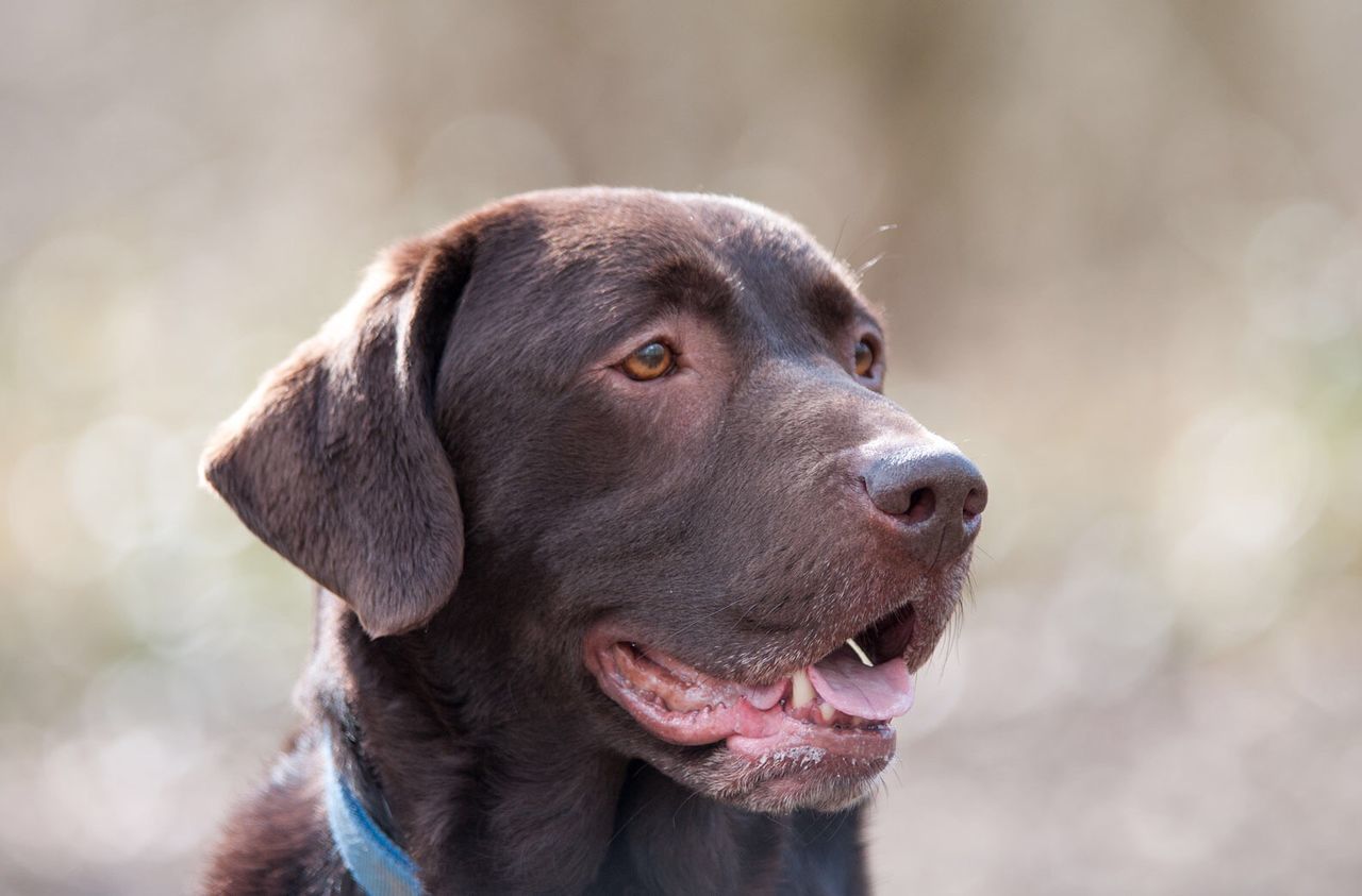 Close-up of labrador looking away