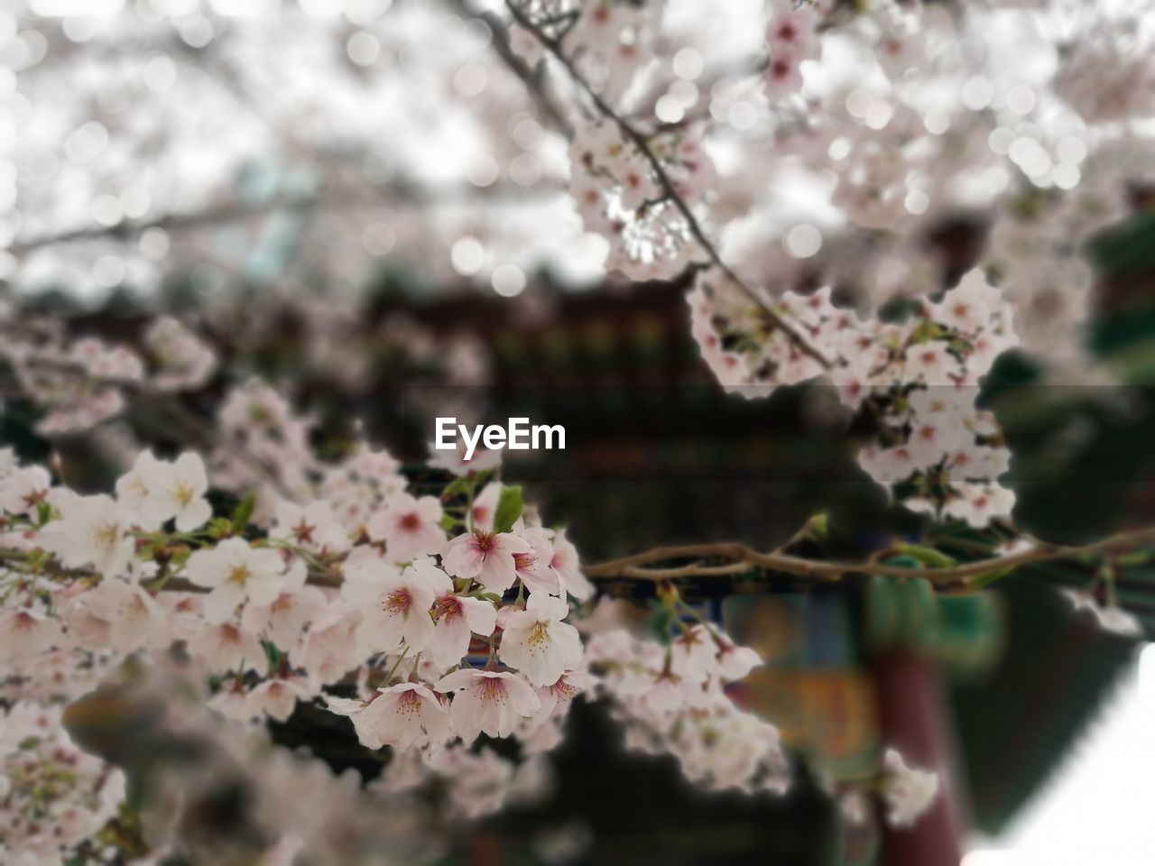 Close-up of cherry blossoms in spring