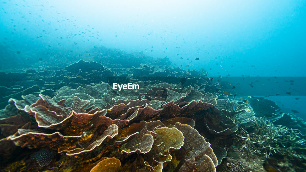 AERIAL VIEW OF SEA AND CORAL
