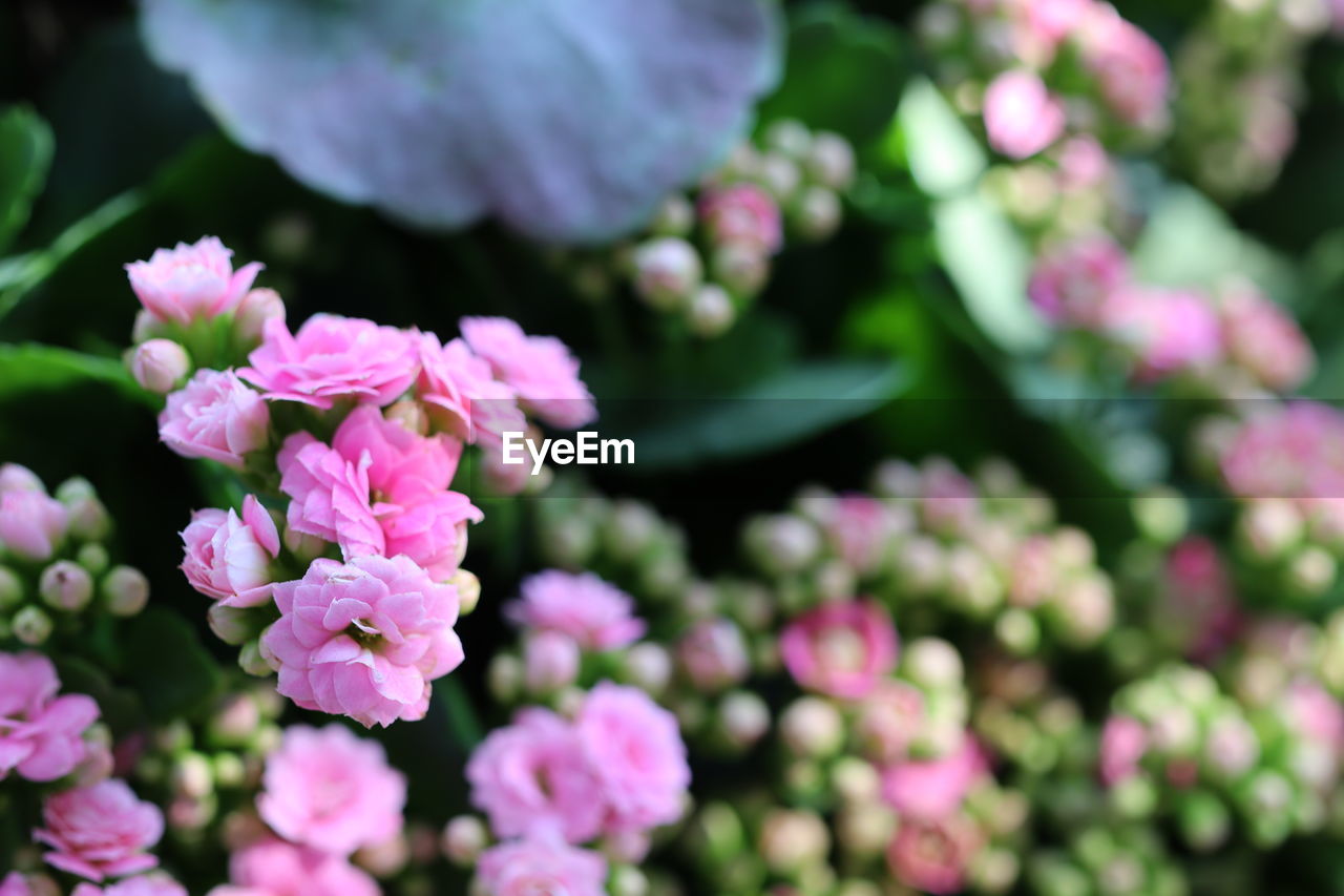 close-up of purple flowering plant