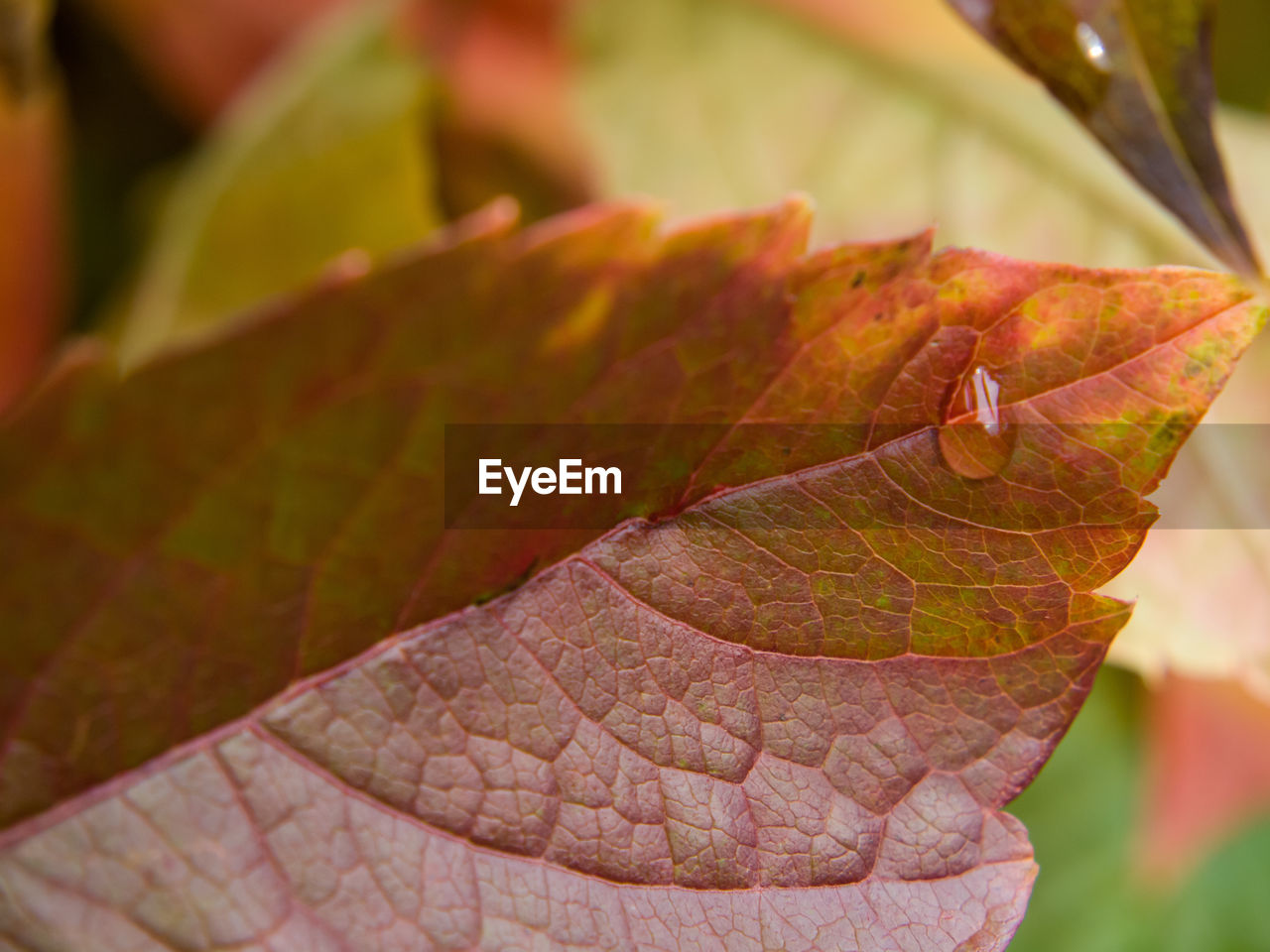 CLOSE-UP OF AUTUMN LEAF