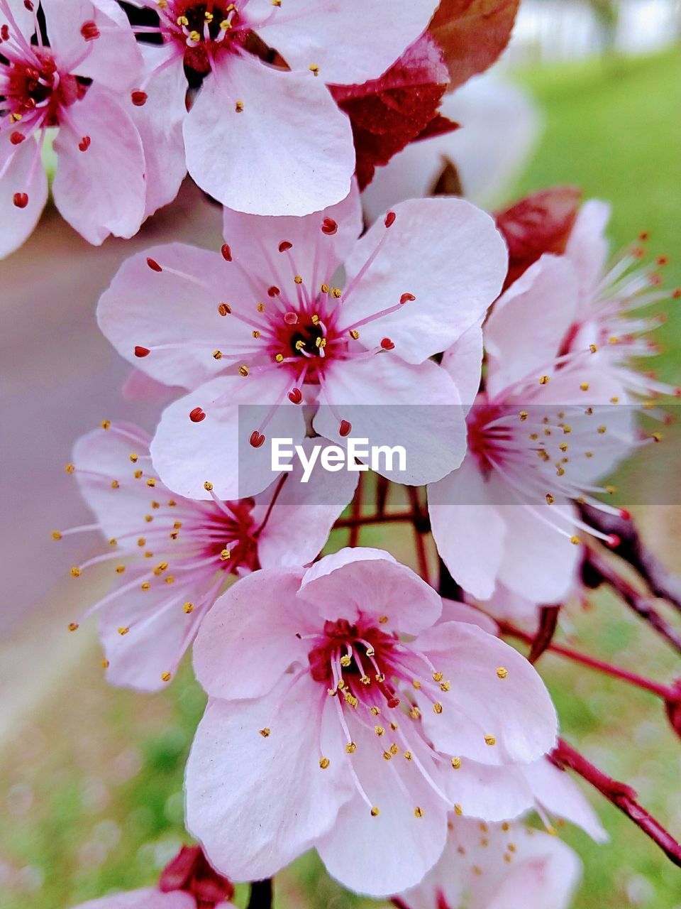 Close-up of pink flowers on branch