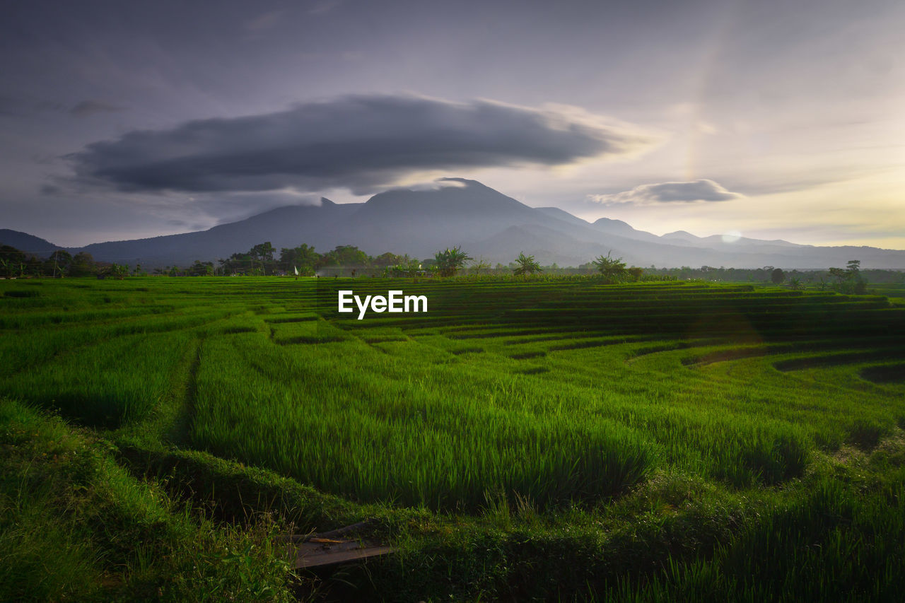 Scenic view of agricultural field against sky