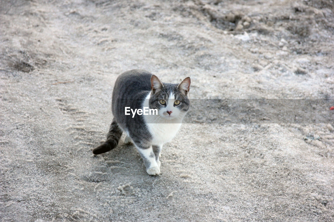 Close-up of kitten sitting