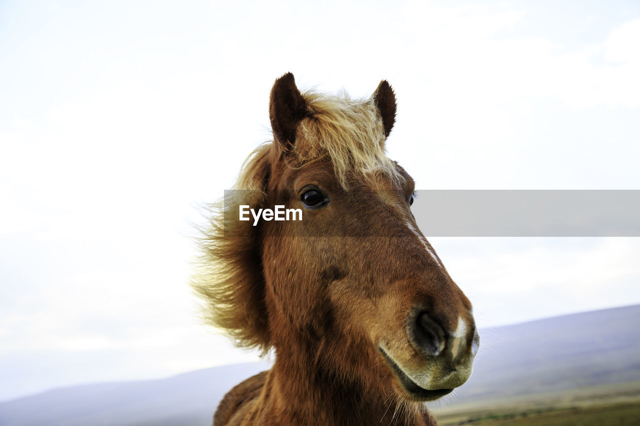 Close-up of a horse 