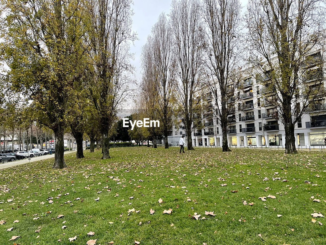 TREES AND PLANTS ON FIELD