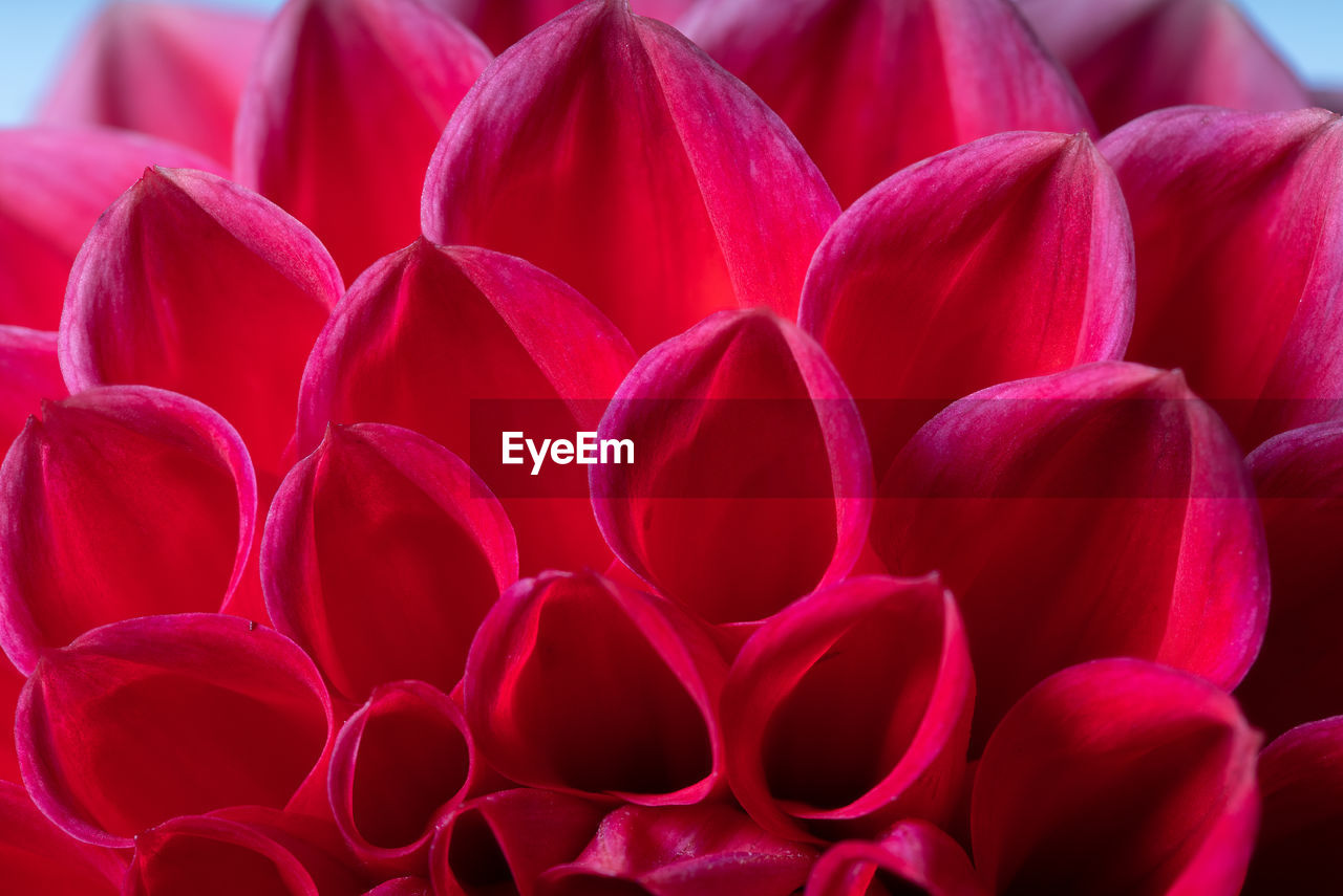 Close up of dahlia petals