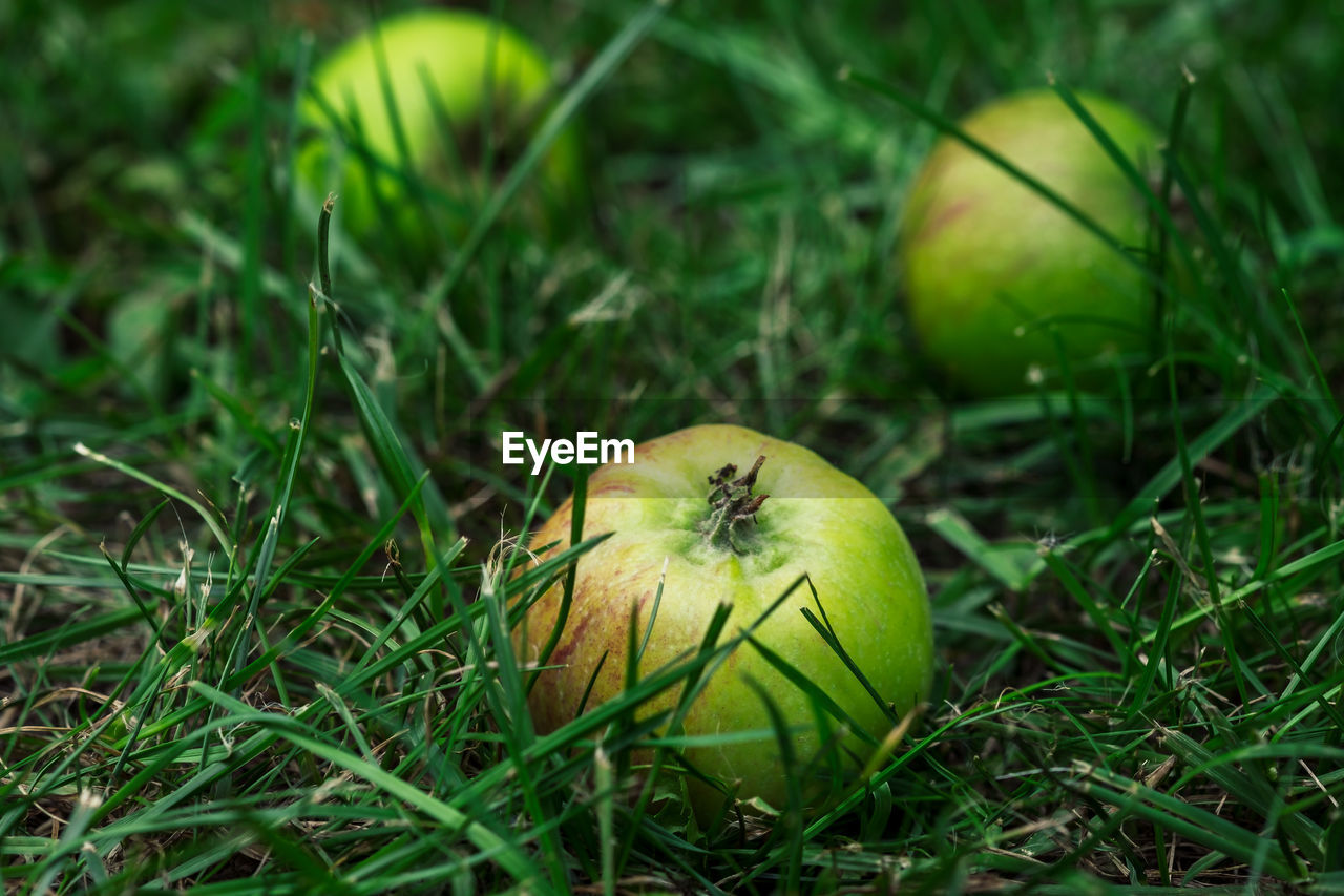 CLOSE-UP OF APPLE ON FIELD