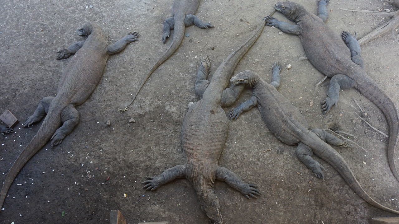 High angle view of komodo dragons at beach