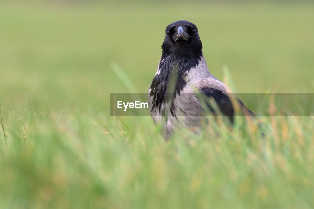 Hooded crow perching on a field