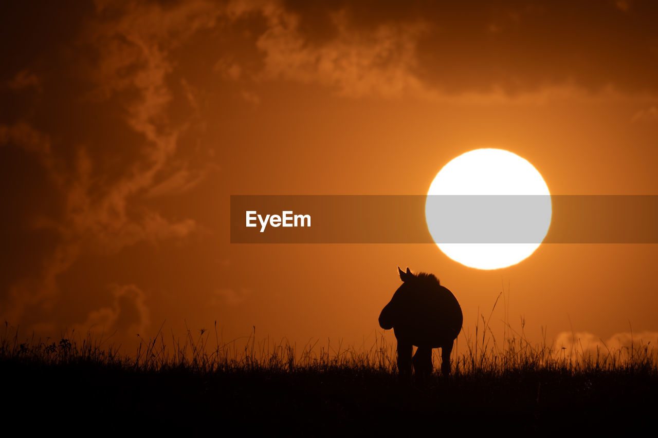 low angle view of horse standing on field against sky during sunset