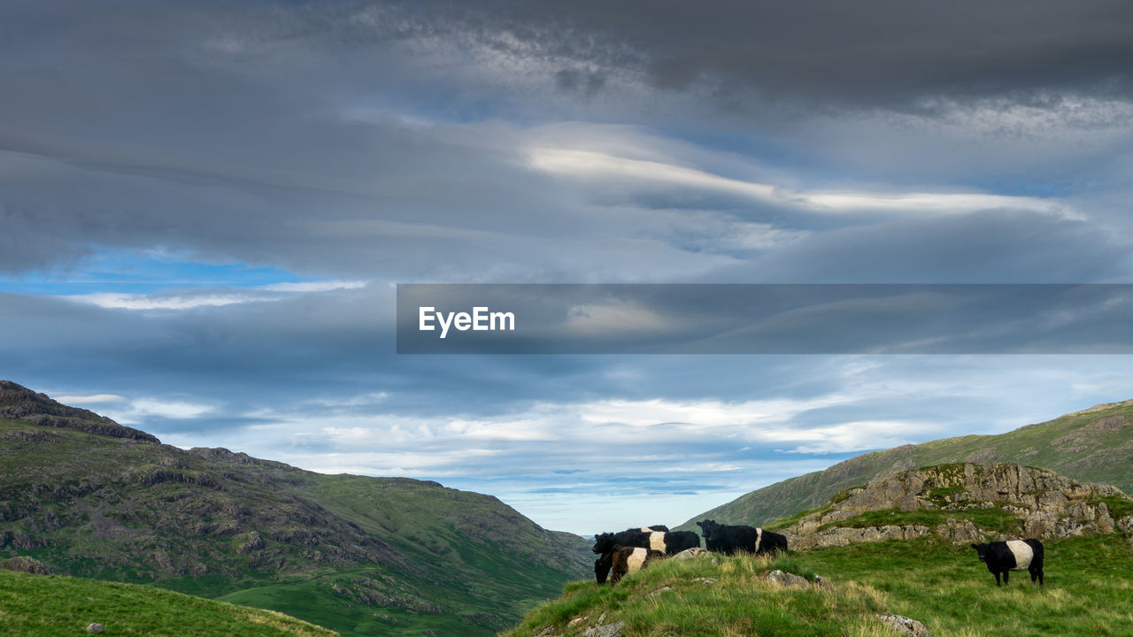 Belted cattle graze on the slopes of grassland near hardknott pass in the english lake district