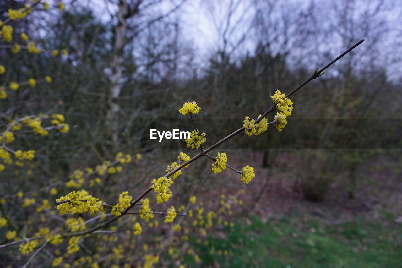 CLOSE-UP OF YELLOW FLOWERING PLANT ON LAND