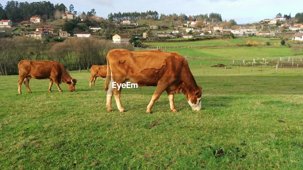 COW GRAZING ON FIELD AGAINST SKY