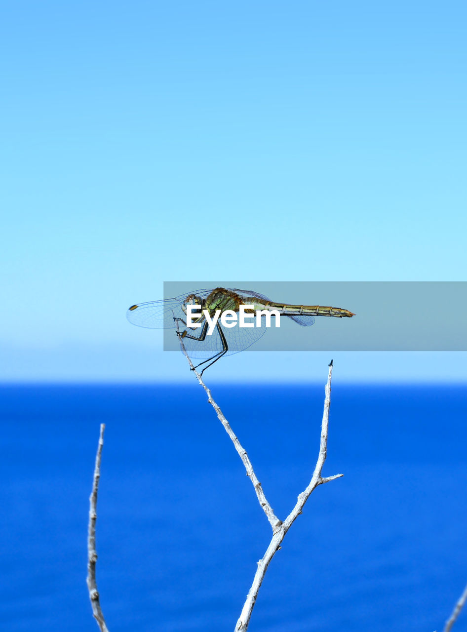 CLOSE-UP OF DRAGONFLY ON BLUE WATER