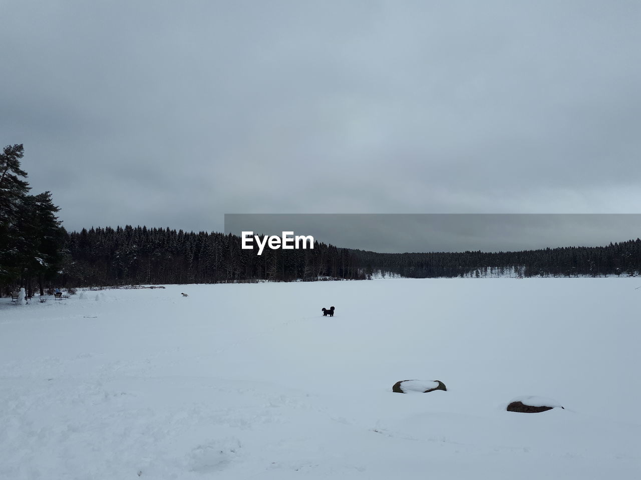 View of birds on snow covered landscape against sky