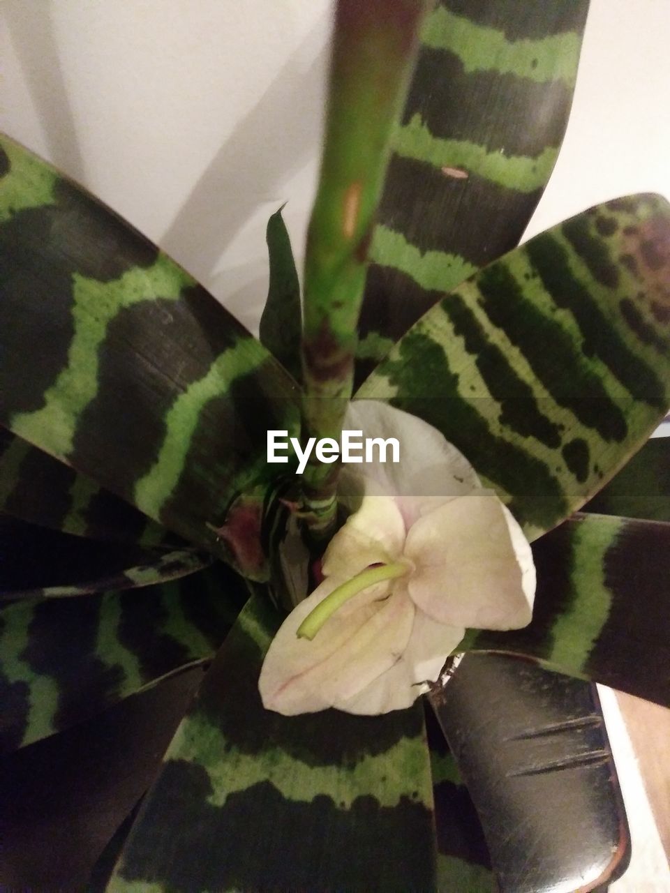 HIGH ANGLE VIEW OF POTTED PLANT ON FLOOR