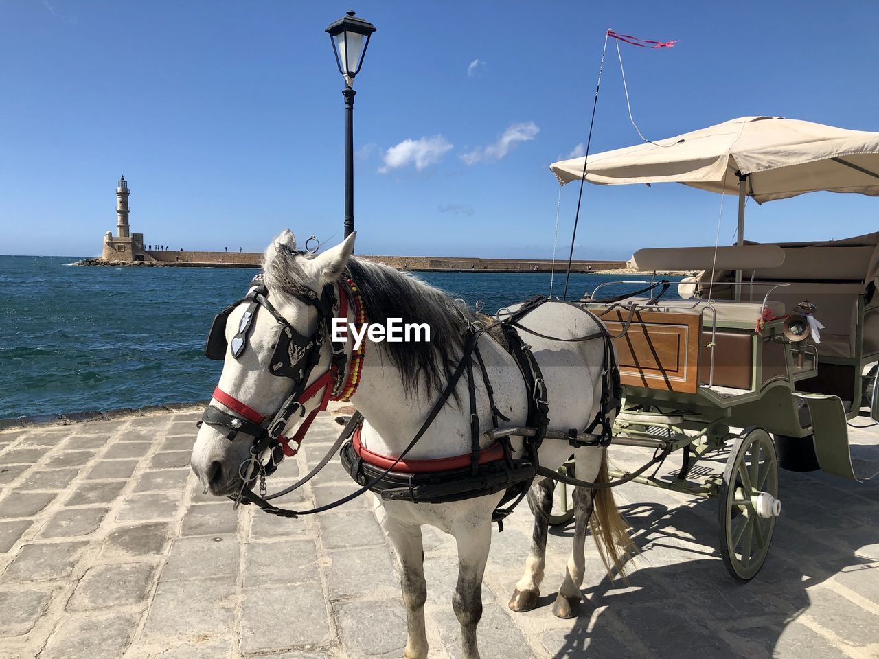 HORSE CART ON STREET BY THE SEA